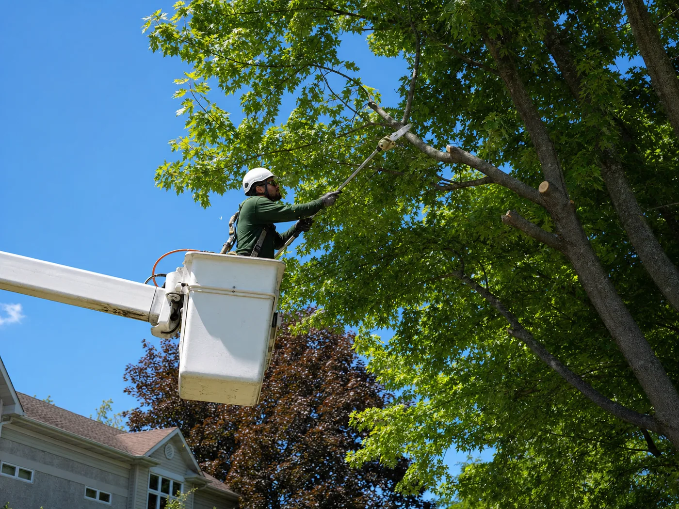Arborist in a bucket truck pruning a large maple canopy
