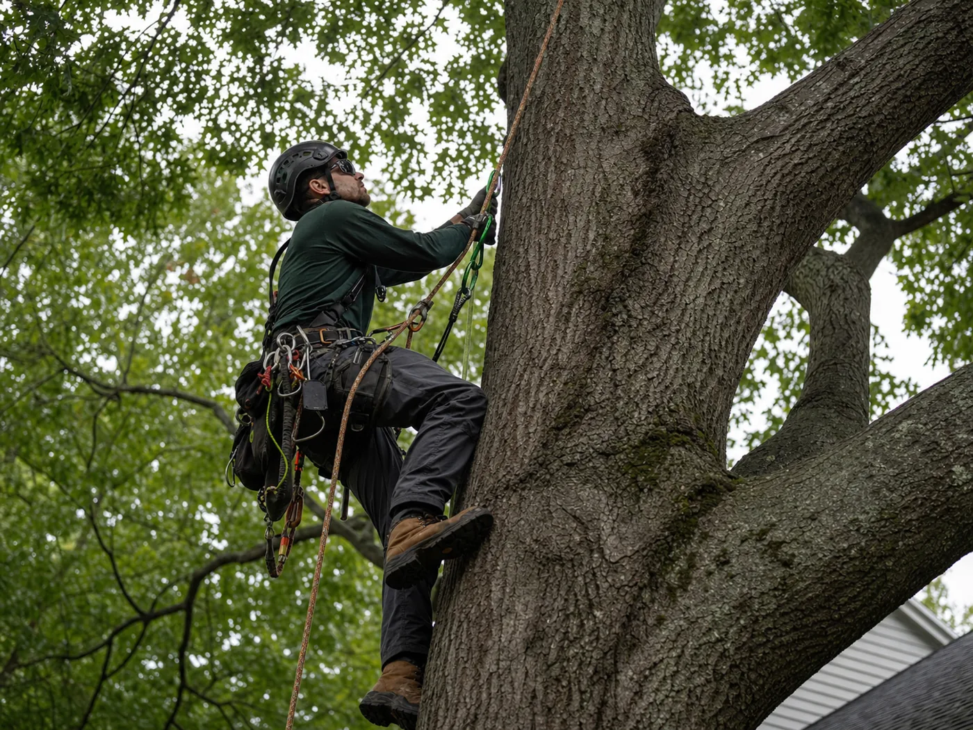Professional climbing arborist ascending a large oak with rope and harness gear